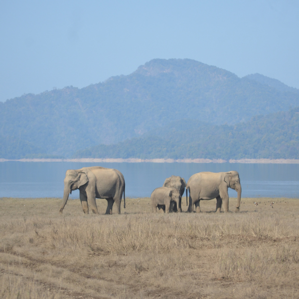 Dhikala Zone – Jim Corbett National Park grasslands and jungle